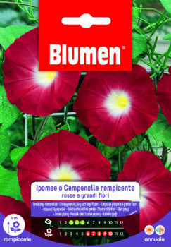 Ipomea/Campanella Rampicante Rossa