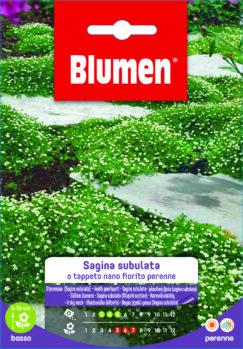 Sagina Subulata Tappeto Nano Fiorito
