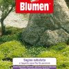 Sagina Subulata Tappeto Nano Fiorito