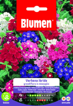 Verbena Ibrida Grandiflora In Miscuglio