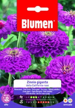 Zinnia Gigante Della California Rosa