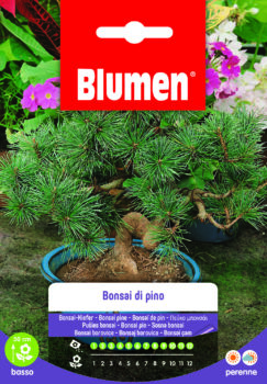 Bonsai Di Pino