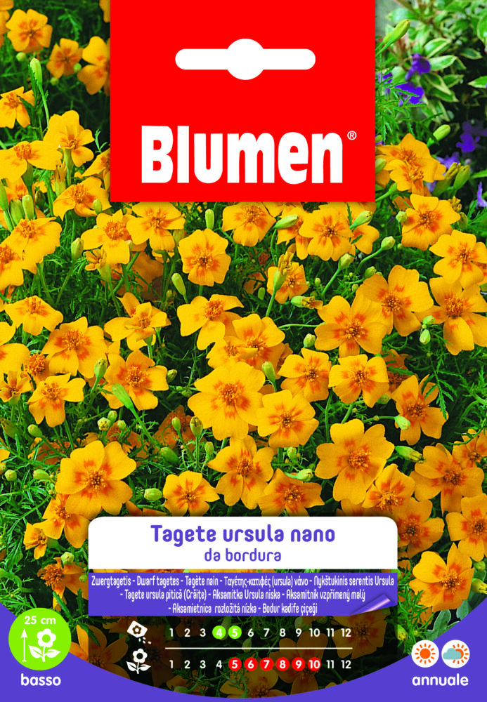 Tagete Ursula Nano Da Bordura