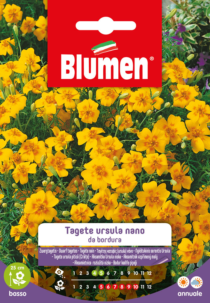 Tagete Ursula Nano Da Bordura