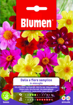 Dalia A Fiore Semplice In Miscuglio