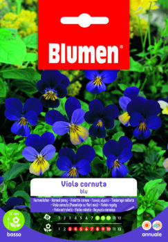 Viola Cornuta Blu