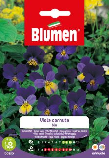 viola cornuta blu