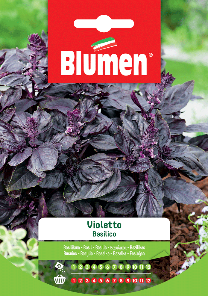 Basilico Violetto - Blumen
