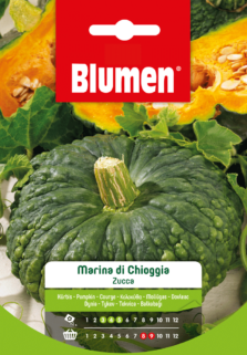 Zucca Marina Di Chioggia