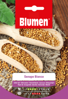 Senape Bianca