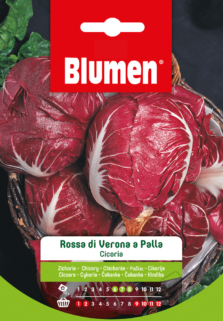 Cicoria Rossa Di Verona A Palla