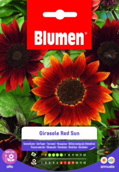 Girasole Red Sun