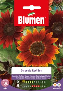 Girasole Red Sun