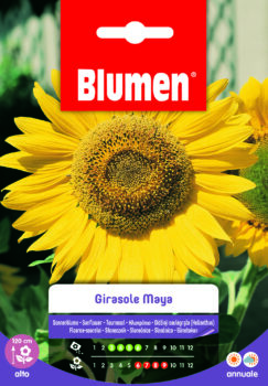 Girasole Maya