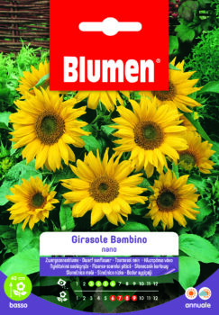 Girasole Bambino Nano