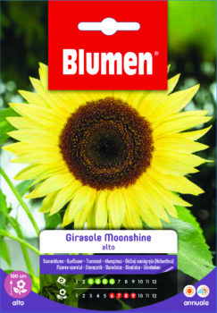 Girasole Moonshine Alto