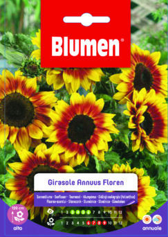Girasole Annuus Floren