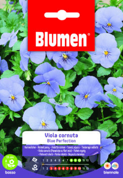 Viola Cornuta Blue Perfection