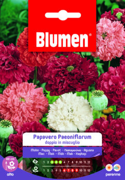 Papavero Paeoniflorum Doppio In Miscuglio