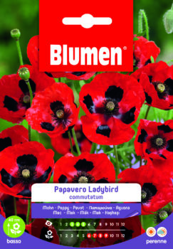 Papavero Ladybird Commutatum