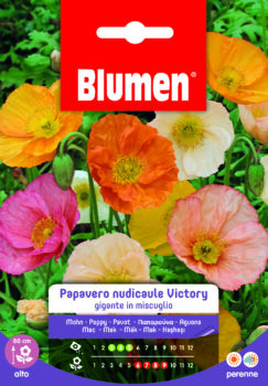 Papavero Nudicaule Victory Gigante In Miscuglio