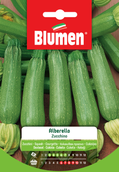 Zucchino Alberello