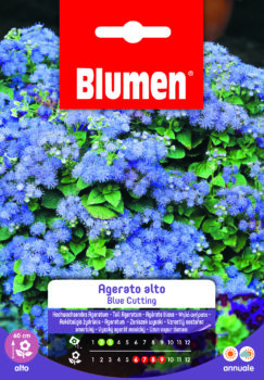 Agerato Alto Blue Cutting