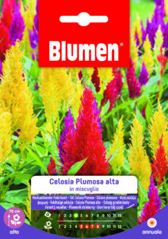 Celosia Plumosa Alta In Miscuglio