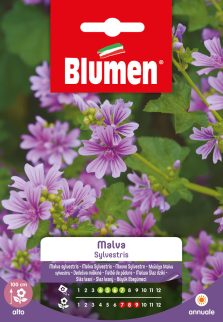 Malva Sylvestris