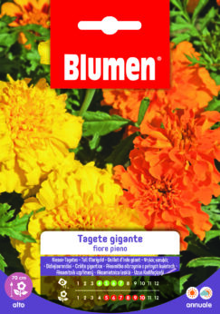 Tagete Gigante Fiore Pieno