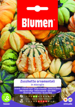 Zucchette Ornamentali In Miscuglio