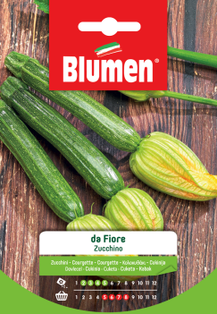 Zucchino da fiore