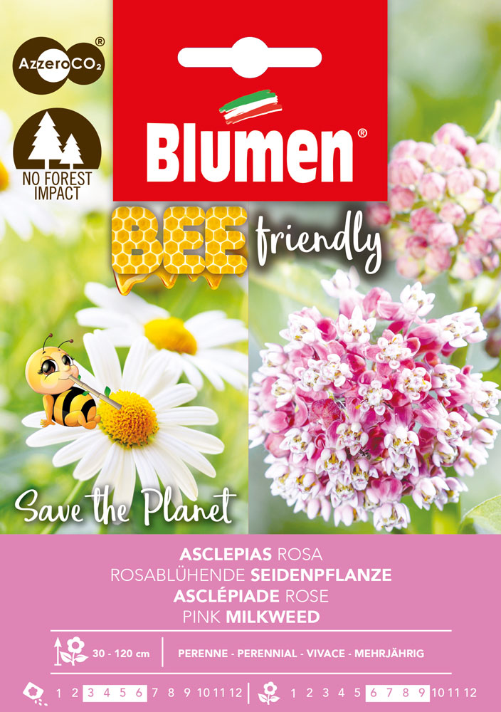 Asclepias Rosa - Blumen