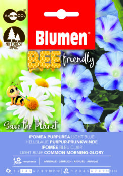Ipomea Purpurea Light Blue