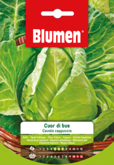 Cavolo Cappuccio A Cuor Di Bue
