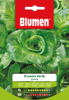 Cicoria Grumolo Verde