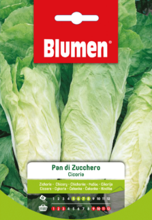 Cicoria Pan Di Zucchero