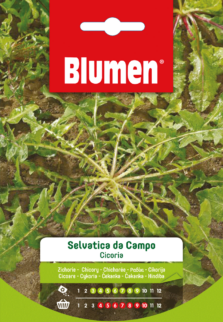Cicoria Selvatica Da Campo