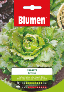 Lattuga Canasta
