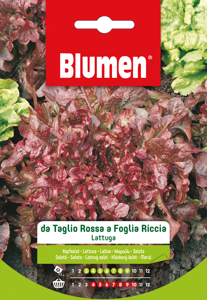 Lattuga Da Taglio Rossa A Foglia Riccia