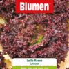 Lattuga Lollo Rossa