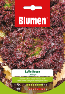 Lattuga Lollo Rossa