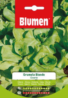 Cicoria Grumolo Biondo