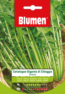 Cicoria Catalogna Gigante Di Chioggia