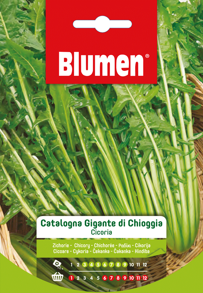 Cicoria Catalogna Gigante Di Chioggia