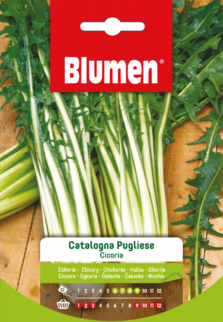 Cicoria Catalogna Pugliese