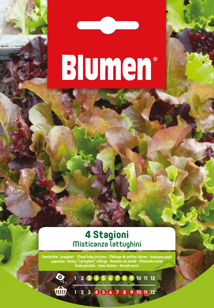 Misticanza Di Lattughini Quattro Stagioni