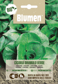 Cicoria Grumulo Verde