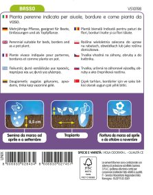 Viola Mammola Delle Quattro Stagioni - immagine 2