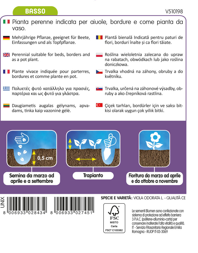 Viola Mammola Delle Quattro Stagioni - immagine 2